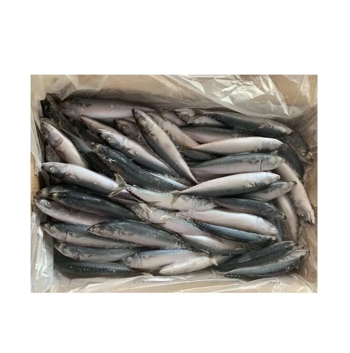 Atlantic Mackerel Frozen Fillets Frozen Fish Mackerel Exporters Pacific
