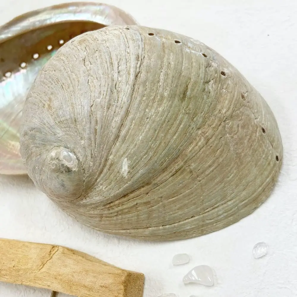 Lowest Price Abalone Sea Shells Large Seashells New Zealand Paua Shell From Vietnam Factory for Sage Smudge Kits