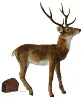 deer 04