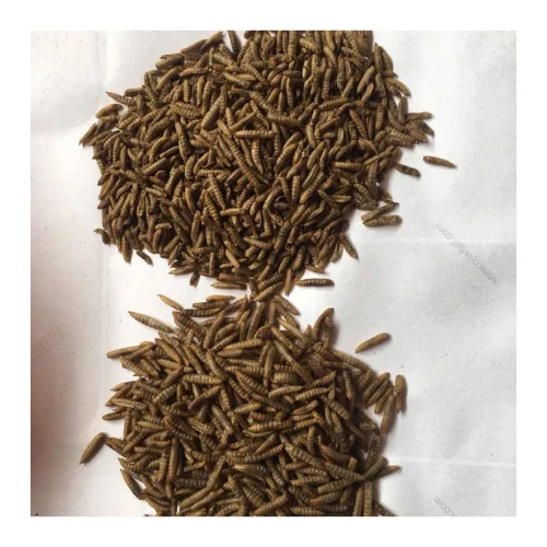 HIGH QUALITY | DRIED MEALWORMS/ BLACK SOLDIER FLY LARVAE WITH HIGH PROTEIN FROM VIET NAM