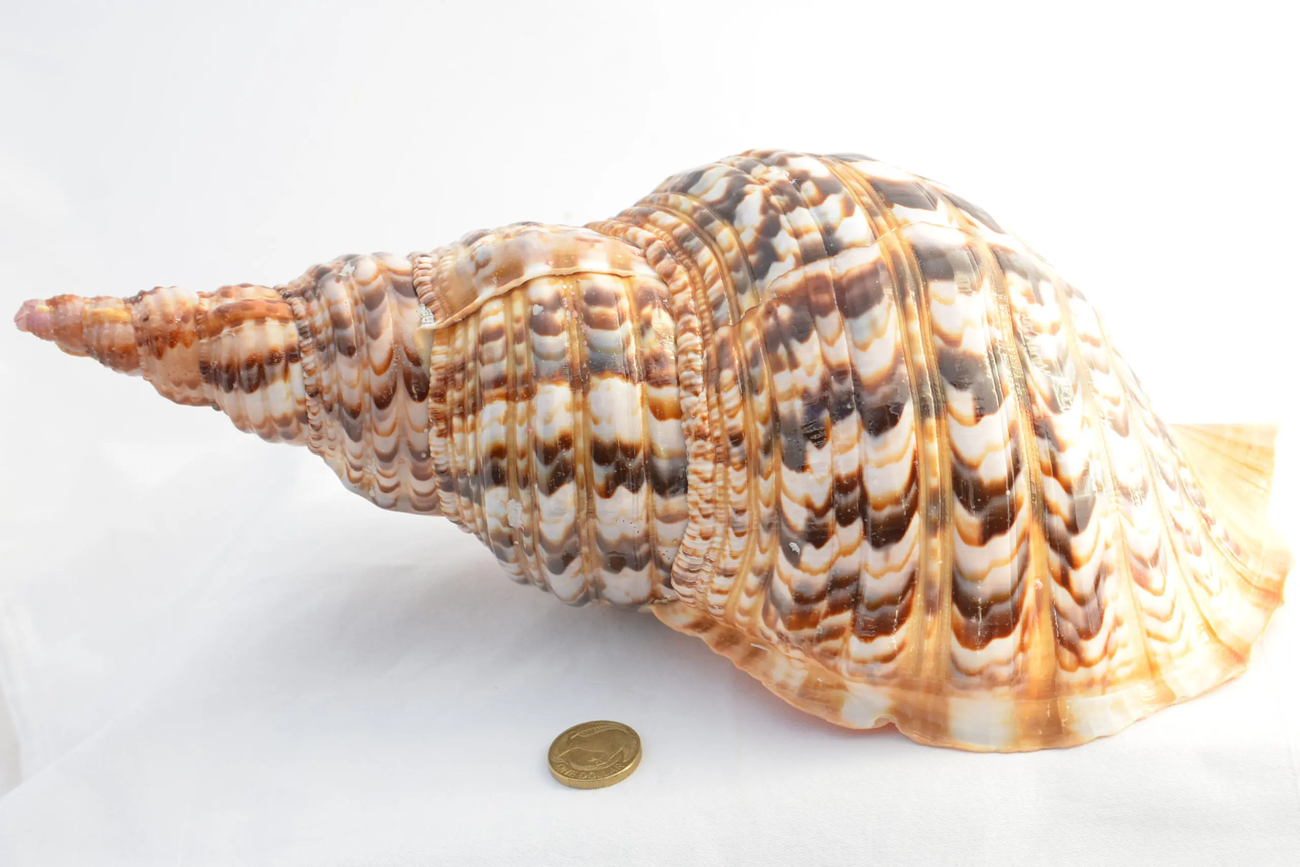 Large Size Trumpet Seashells Triton Seashell Conch Shells Natural Sea ...