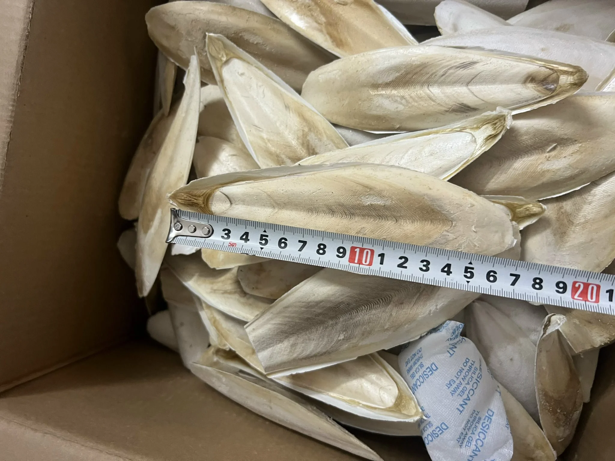 Wholesales Cuttlefish Bone for Pet with Cheap Price Top Grade Cuttlefish Bone for Sale