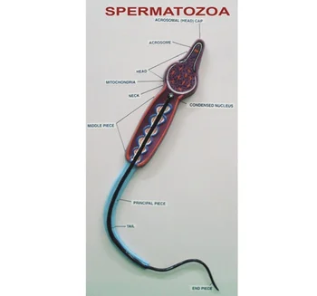 Ayol kokrak pornosini tomosha qiling Real Boys teleserialidan porno video