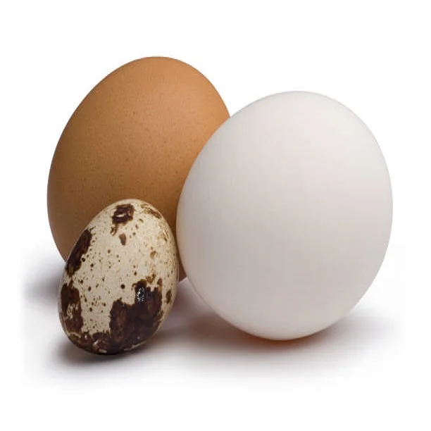 High Quality Fertile Hatching Chicken Egg/fresh Chicken Table Eggs