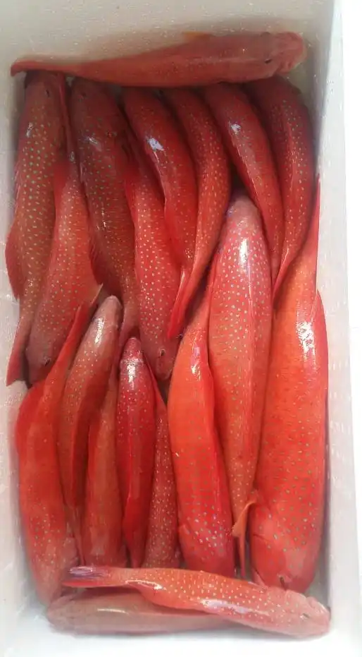 Super Quality Frozen Seafood Malaysia Grouper Coral Trout Chinese Food Delicacy Tender Grouper