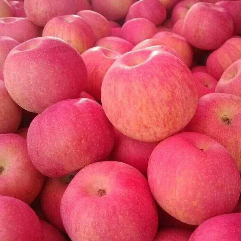 fresh Apple 13.jpg