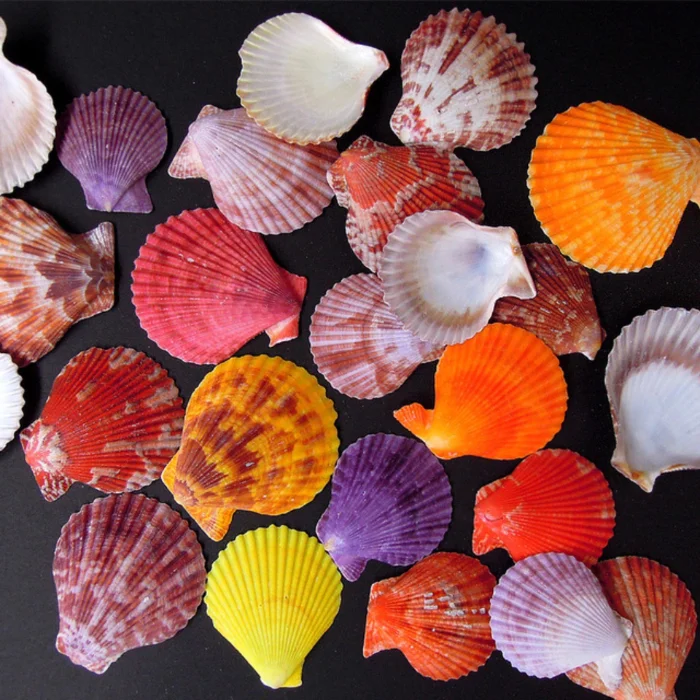 Export Seashell From Viet Nam Best Price/ Hot Deal 2024 Export Seashell
