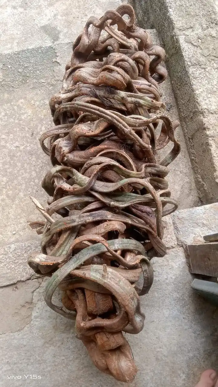 Blue Lotus Farm Hot Product Decorative Twisted Forest Rope Climbing Vines for Sale Rope Limbs and Entwines Oak Tree Liana