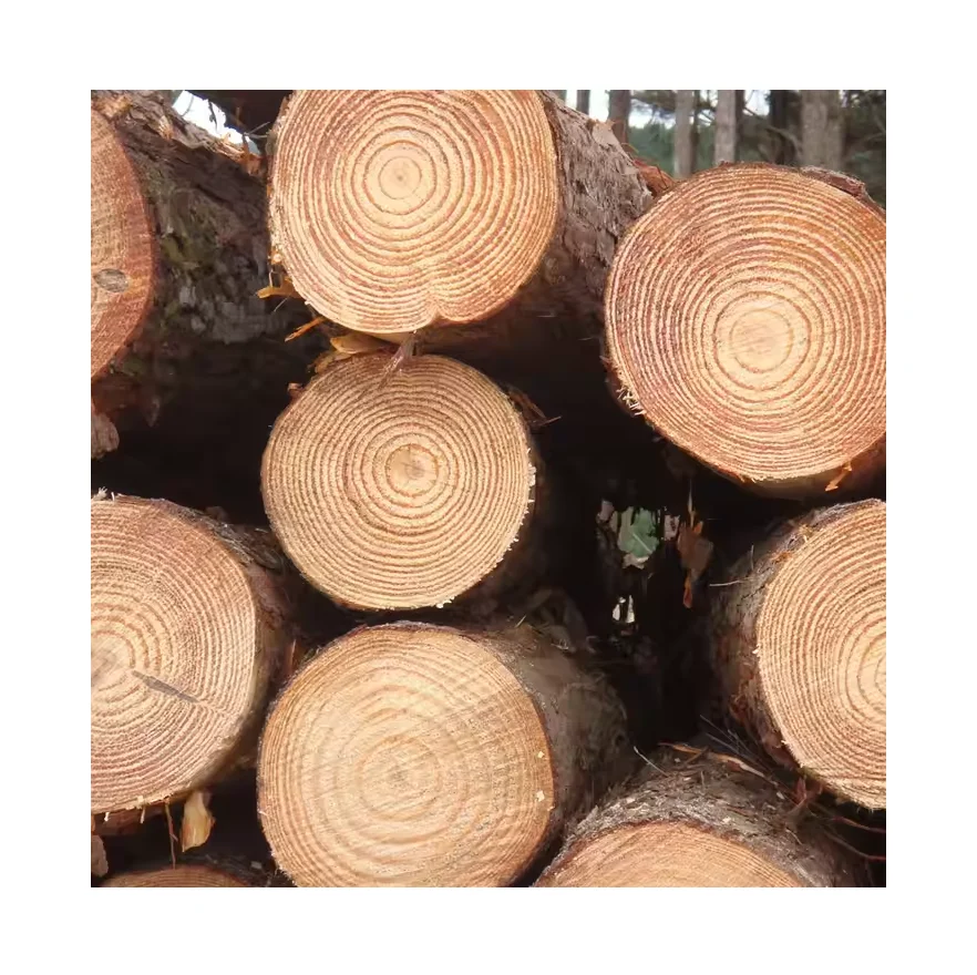 Kiln-Dried Seasoned Spruce Oak Pine Teak Walnut Round Logs-Diverse Hardwood Timber for Furniture Including Eucalyptus Wood