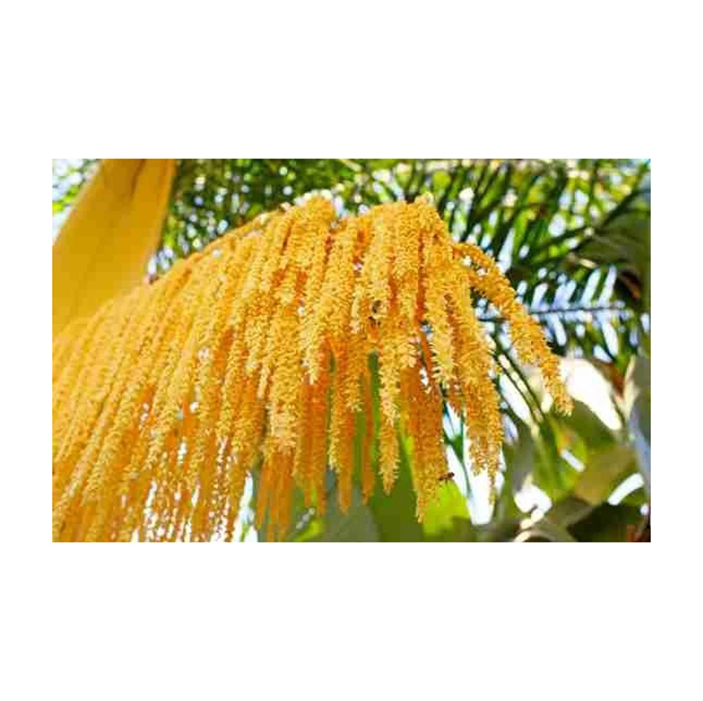 Pure Organic Pine Pollen Powder Palm Pollen Pine Pollen Wholesale Fresh Organic Fennel Pine Honey Bee