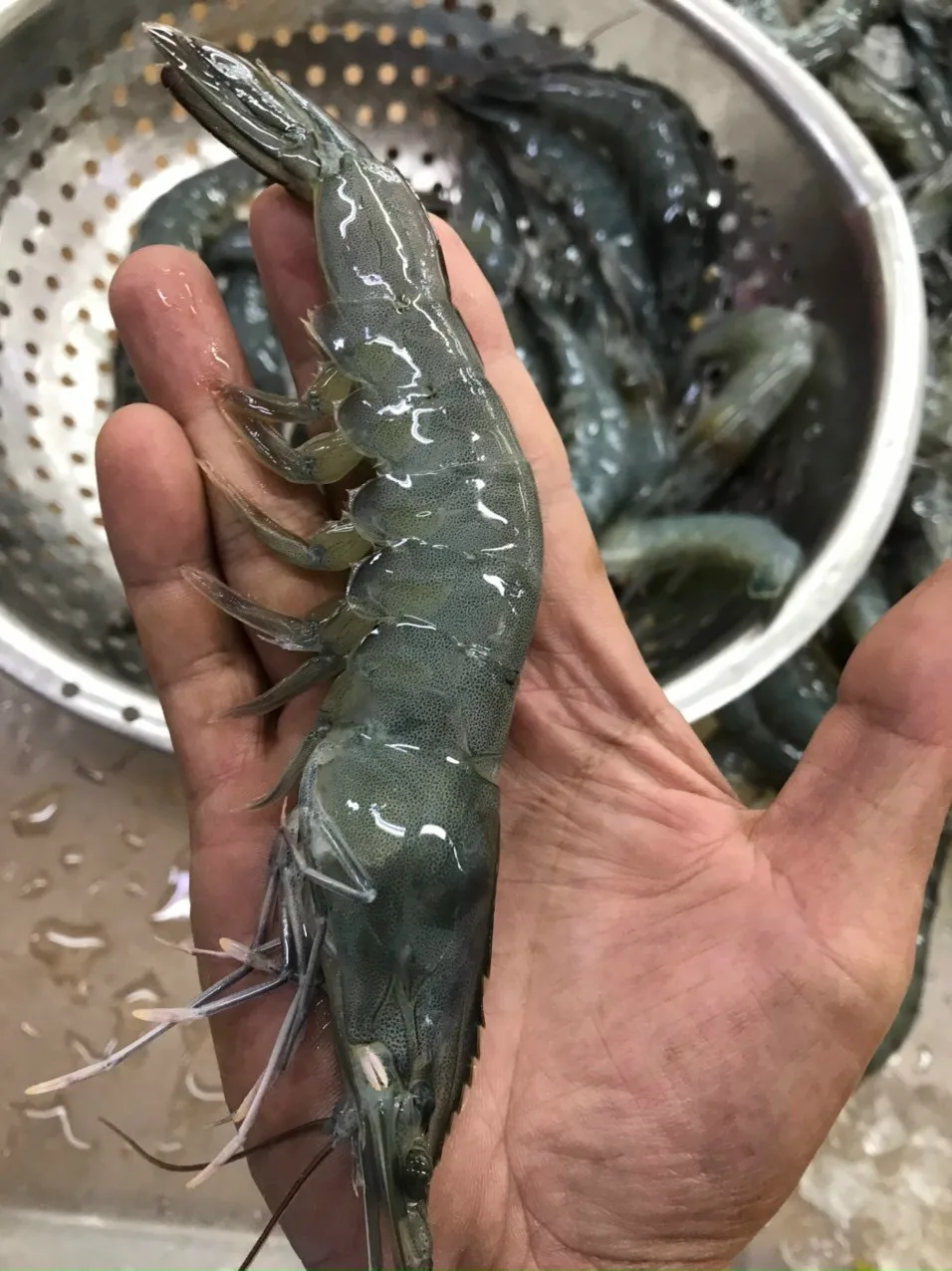 10kg New Quality Dgt Iso Haccp Halal Certification Premium Quality