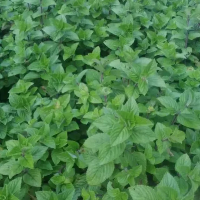 Viet Nam Dry Black Grass Jelly Leaf Mesona Chinensis Jelly Grass Leaves  Stick Competitive Price for Export From Vietnam