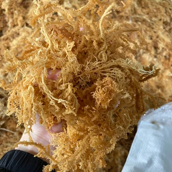 Dried Irish Moss Gracilaria/ Gracilaria Seaweed From Vietnam (ann +84 ...