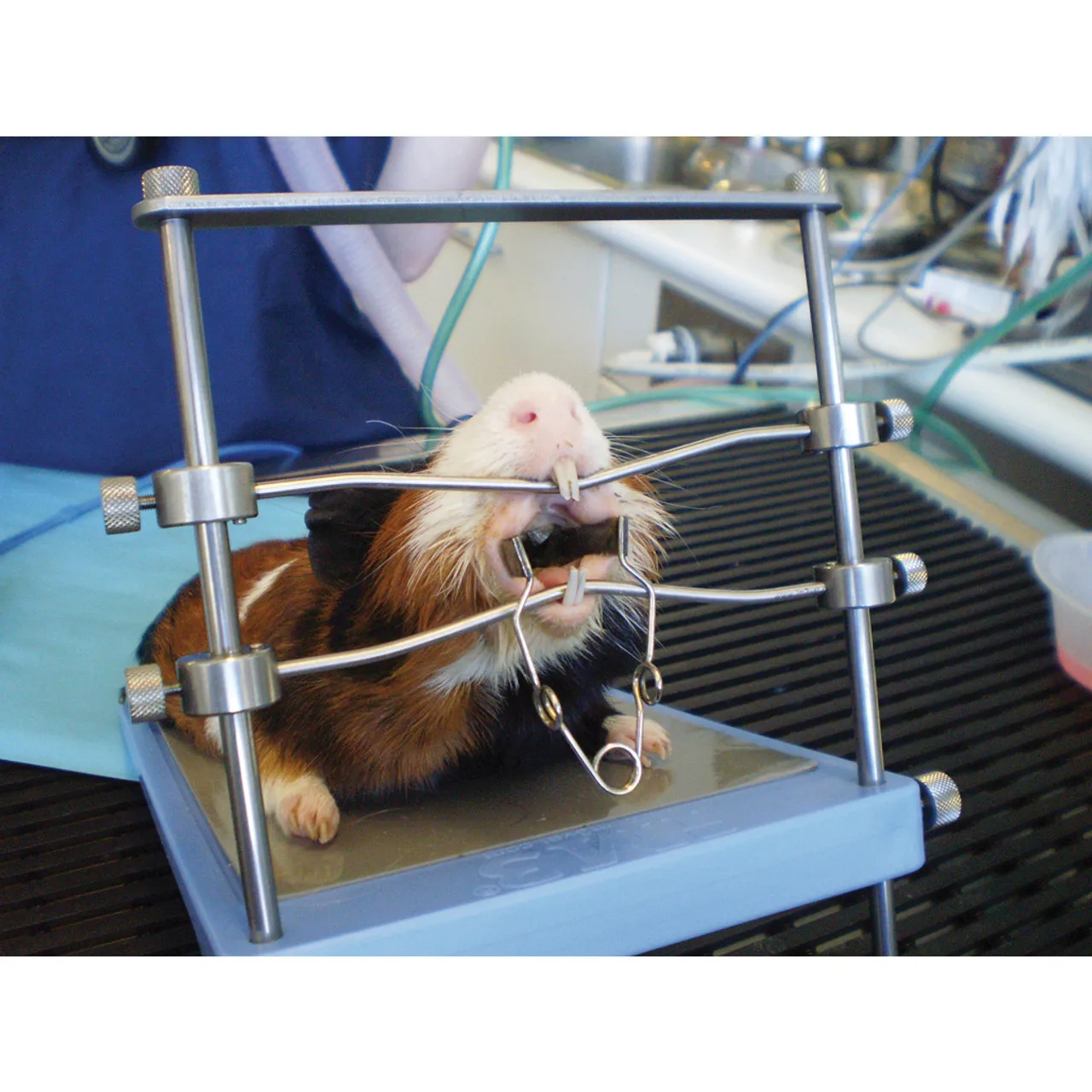 Rabbit Rodent Table Top Mouth Gag Veterinary Small Animals Dental