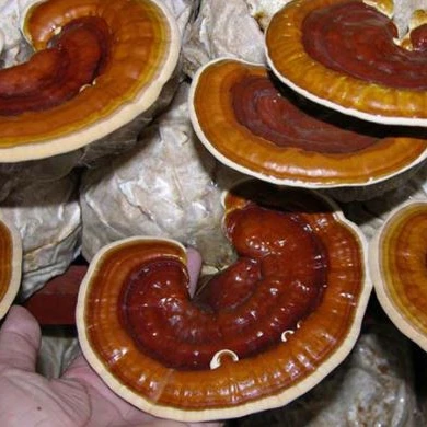 High Quality Dry Reishi Mushroom (Lingzhi) Competitive Price From Vietnam