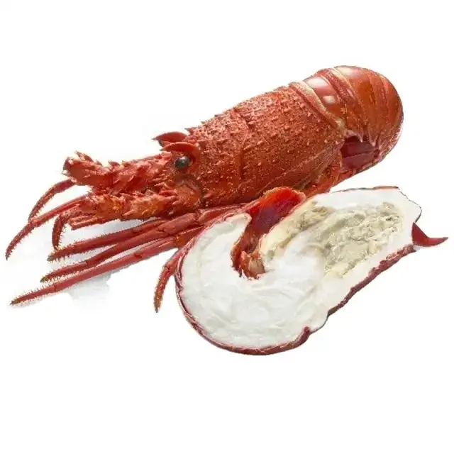 Fresh Brazilian Frozen Lobsters,Raw Lobsters,Live Lobsters With Highest ...