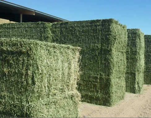 Great Quality Alfalfa Hay/Timothy Hay Green Color High in Fiber