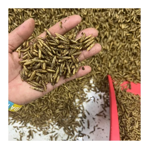 HIGH QUALITY | DRIED MEALWORMS/ BLACK SOLDIER FLY LARVAE WITH HIGH PROTEIN FROM VIET NAM