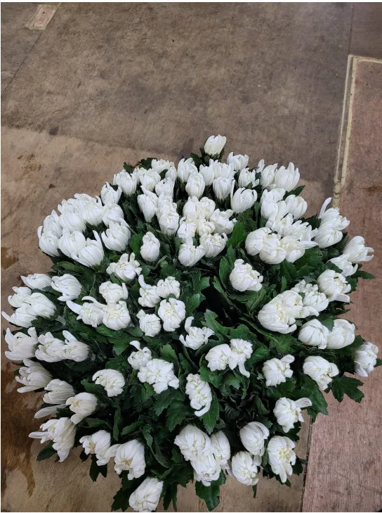 White Color 5cm Agriculture 100 Wholesaler Fresh Vietnam Chrysanthemum