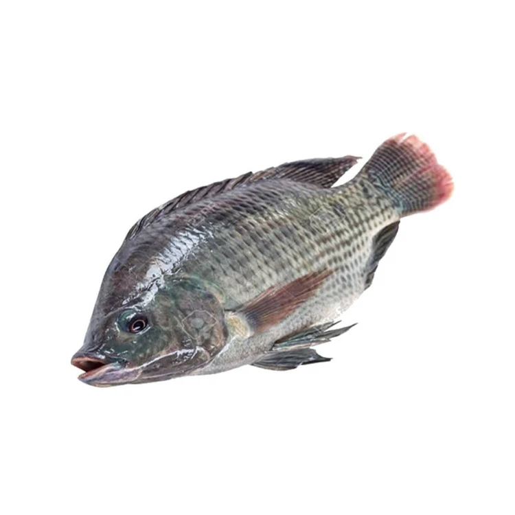 Best Seafood Frozen Fish Tilapia Fish Fillet With Cheap Price New