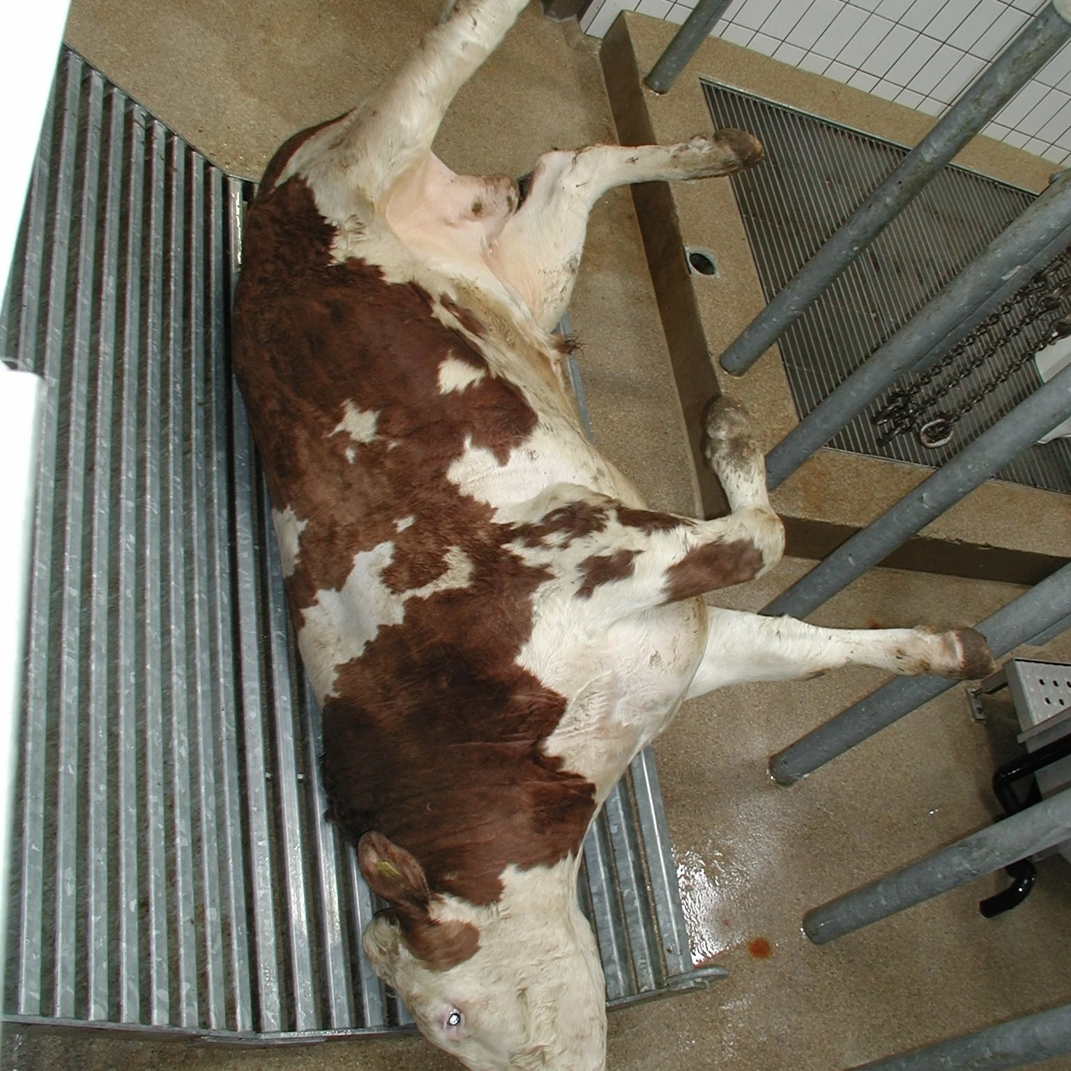 Fully automatic cattle slaughtering machine for beef processing and slaughterhouse production lines