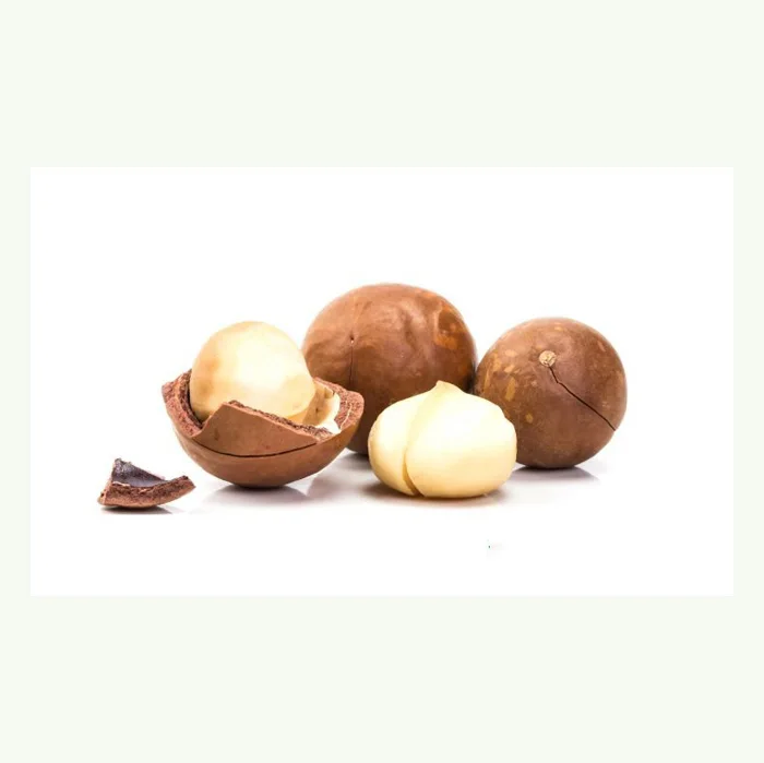 Hot sale Macadamia Nuts Raw Salted Roasted Maca Powder Healthy Food Macadamia in Shell