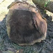 Premium Walnut Logs Walnut Logs for Sale