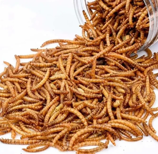 Wholesale Meal Worms Dried Poultry Feed Dried Mealworms Buy Meal Worms,Mealworm Meal Insect