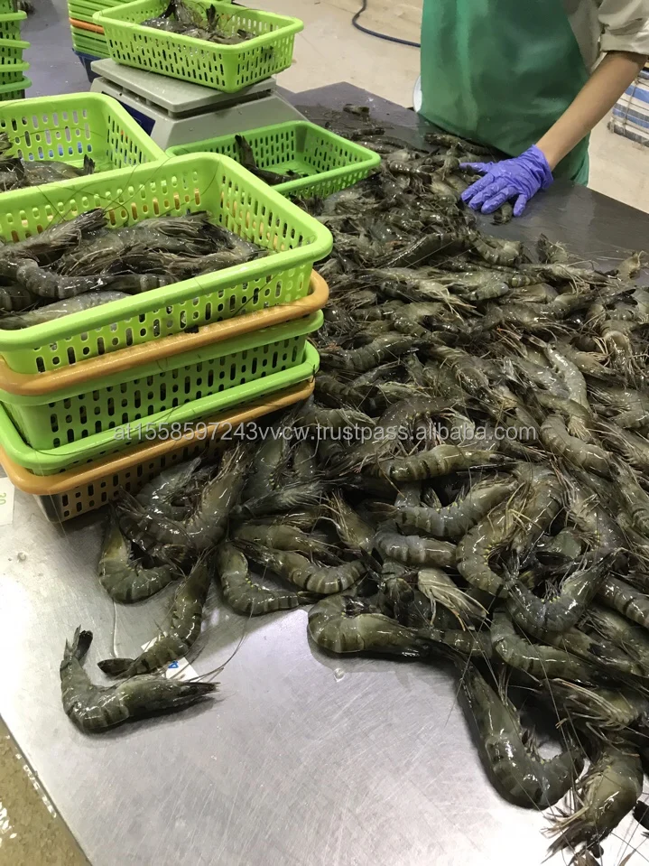 black shrimp.jpg