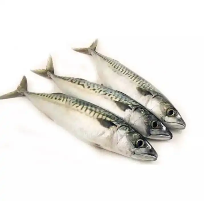 Frozen Mackerel Fish,Atlantic Buy Frozen