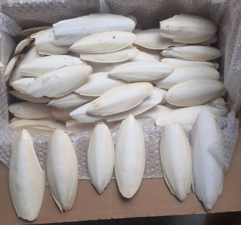 Sun Dried Cuttlefish Bone Sun Dry Cuttlebone For Sale Squid Bones