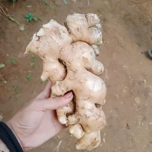 Fresh Indian Ginger - Air Dried Ginger Root From India - High Quality Indian Ginger...