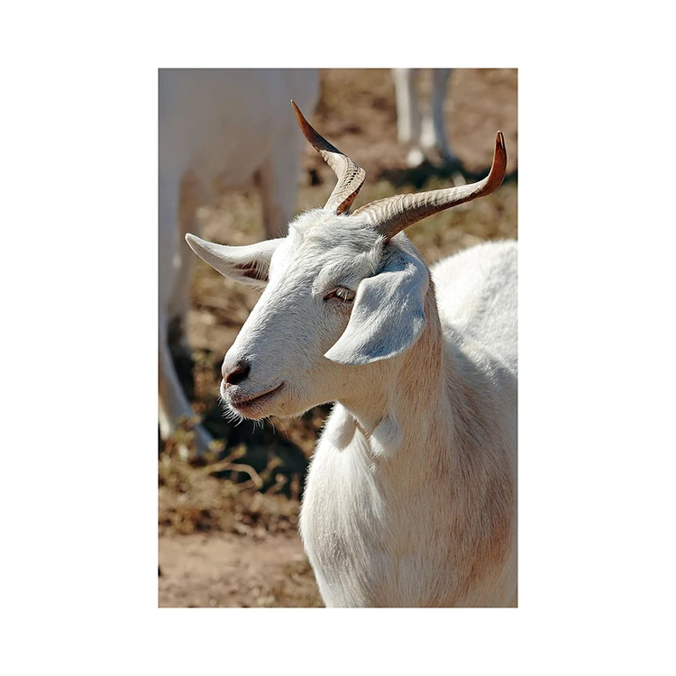 White Saanen Goats And Alpine Goats Wholesale At Low Price Sheep,Cows And Bulls All Available