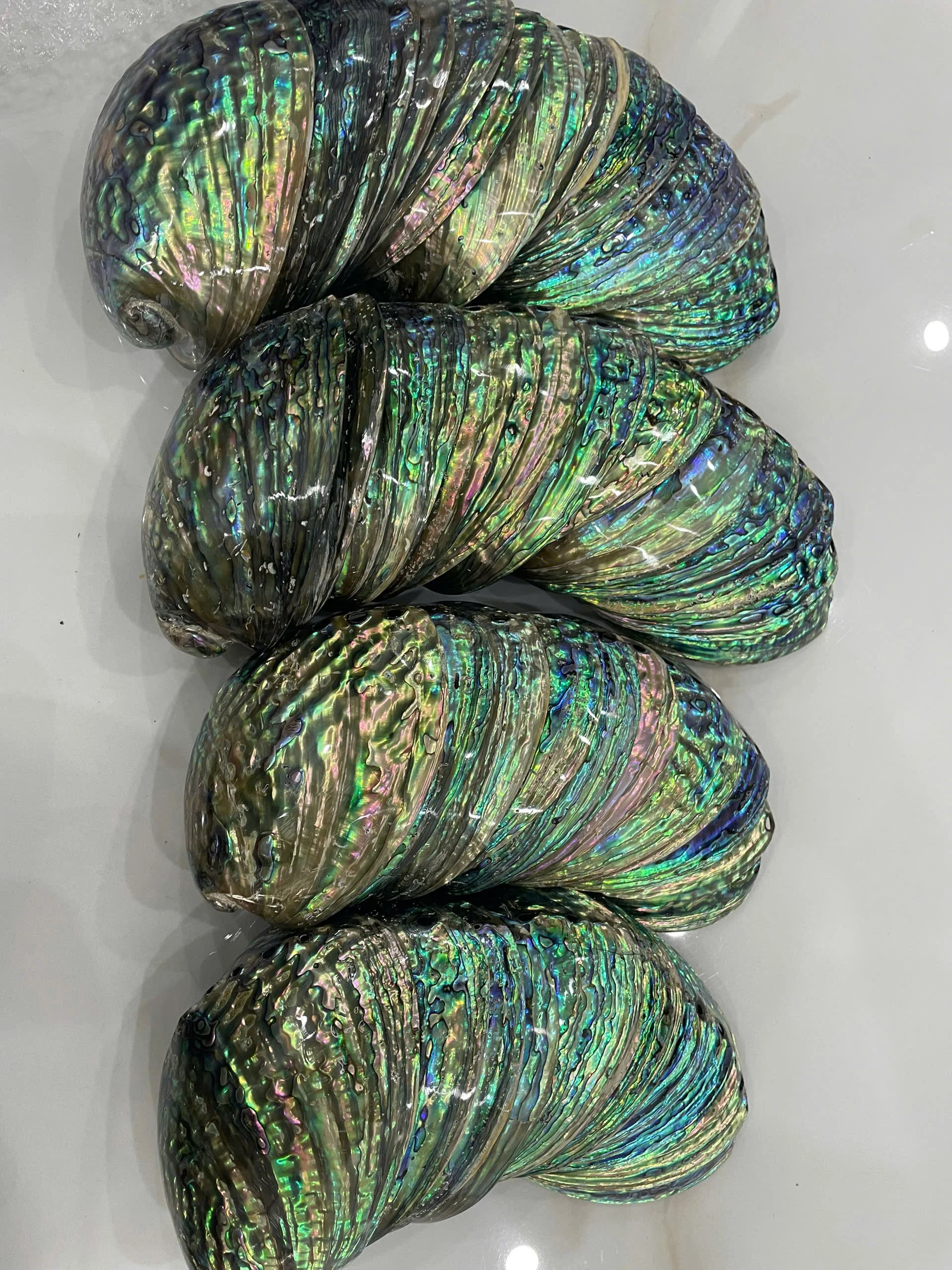 Large Polished Queen Snail Abalone Shells From Vietnam for Christmas Collection and Decoration - Caryln 0084935825297