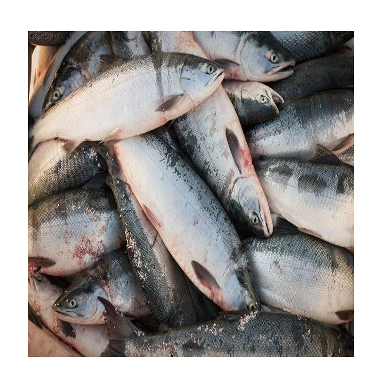 Salmon Fish Frozen Fillet Fresh And Frozen Atlantic Salmon Fish/whole ...