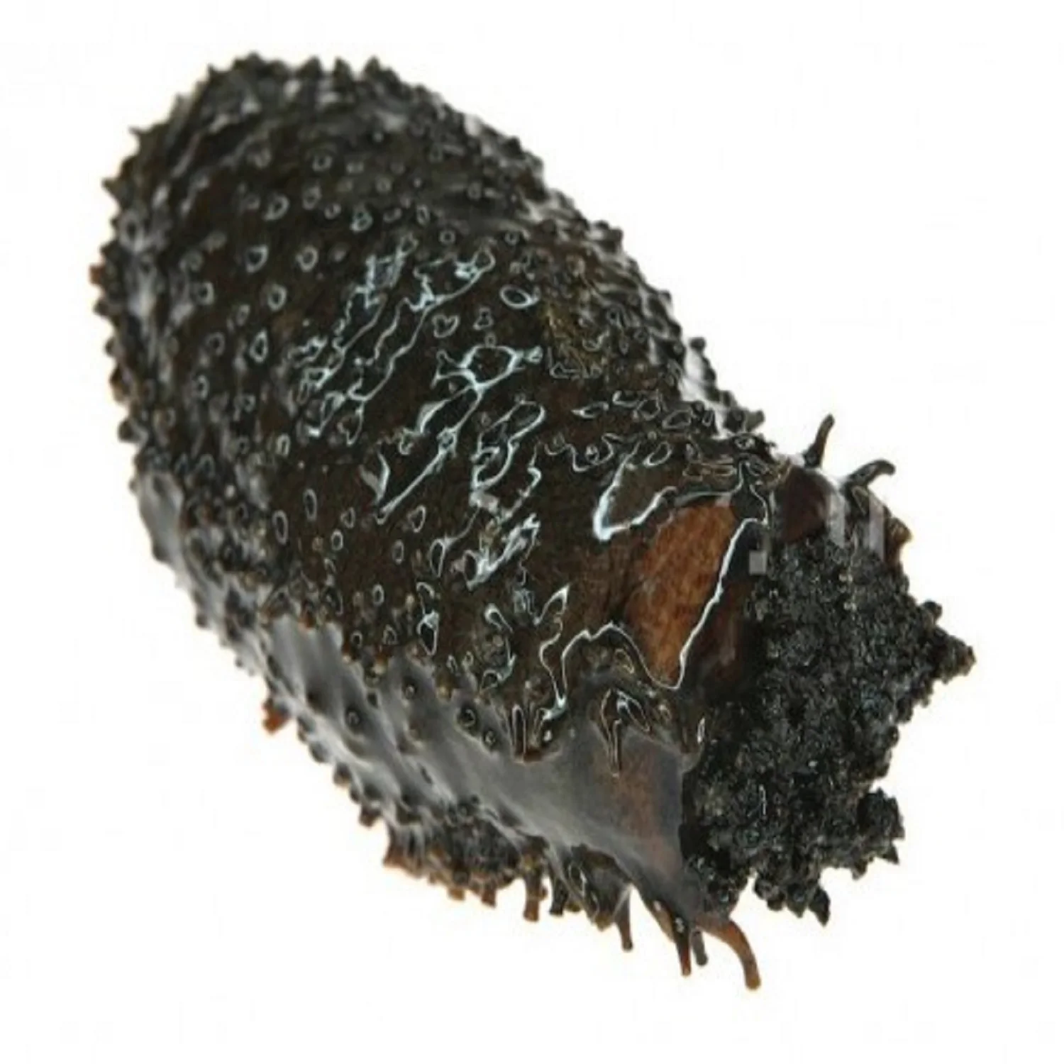 High Quality Dried Sea Cucumber Sizes For Beauty Treatment Dry Sea
