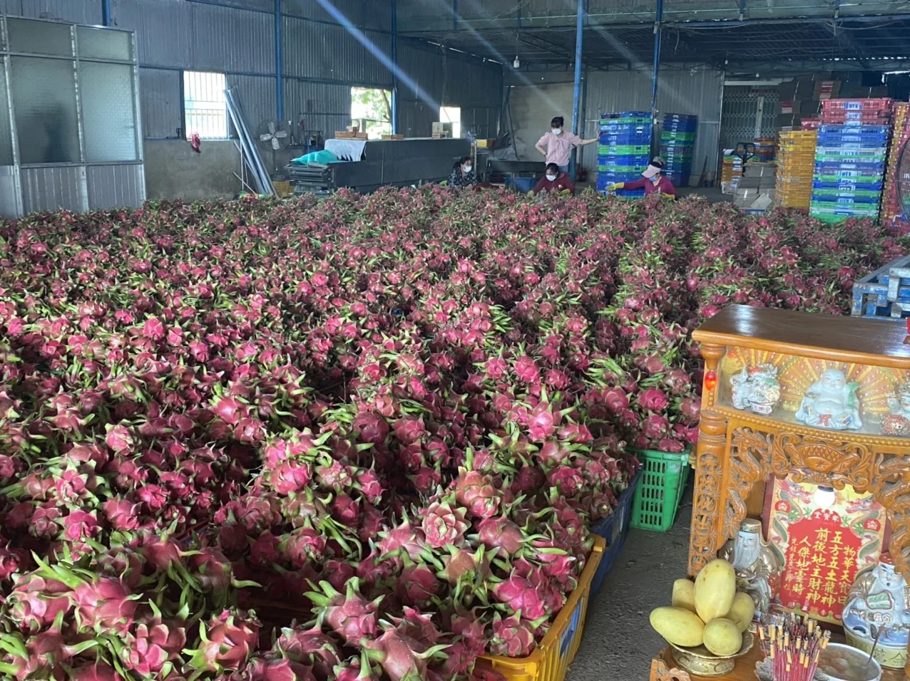 Sweet Taste Fresh Dragon Fruit From Vietnam With Standard Quality And