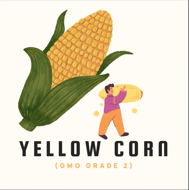 Wholesale Gmo Yellow Corn Sweet Kernel Corn Color Organic Eco Maize