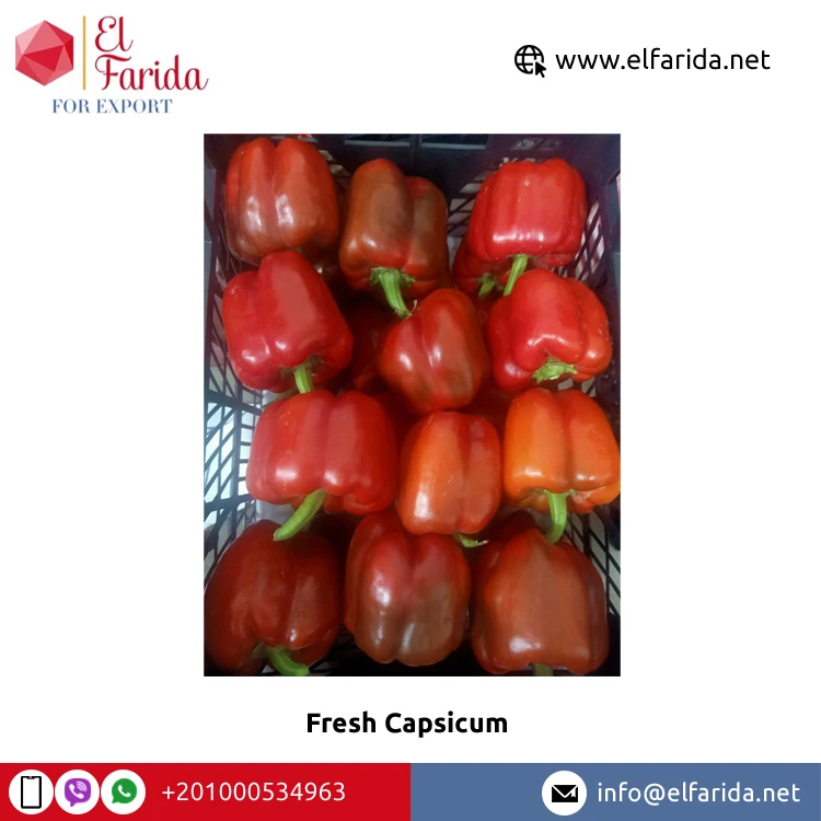 Хорошее качество премиум класса 100% натуральные свежие овощи оптом свежий перец/цветной перец от египетского происхождения экспортер