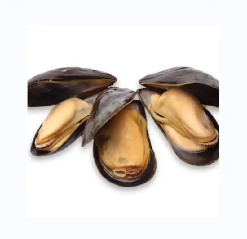 High Quality Frozen Mussels Clam Oyster Blue Mussel Scallop Shellfish Good Low Price Seafood
