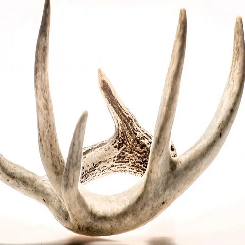 100 High Quality Deer Antlers,For Sale Buy Top Grade Red Deer