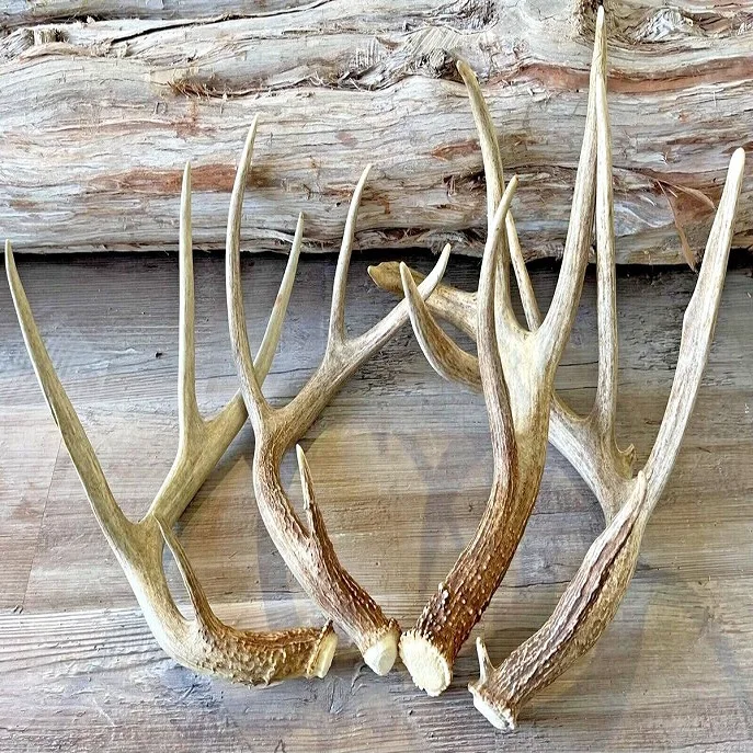 Wholesale Premium Quality Raw Air Dried Deer Flaky Elk Antlers For Sell ...