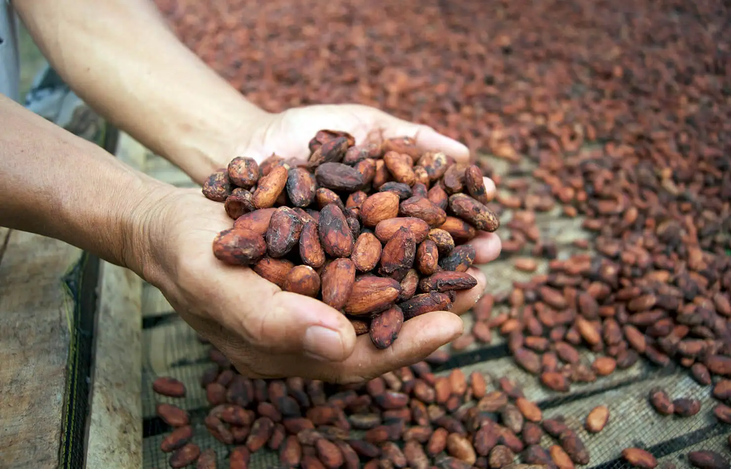 Premium Cocoa Beans / Cocoa Seeds for Chocolate Production | Organic  Natural Cocoa Raw Beans Bulk Sale Direct from Farm| Alibaba.com