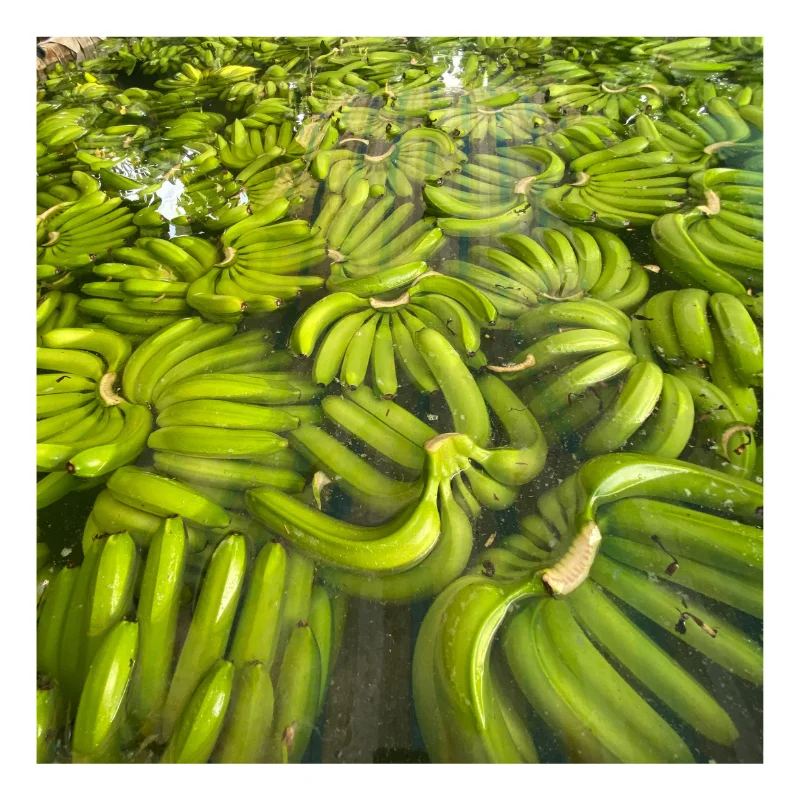 Green Cavendish Banana Fresh - Fresh Banana - Good Quality Fresh Fruit ...