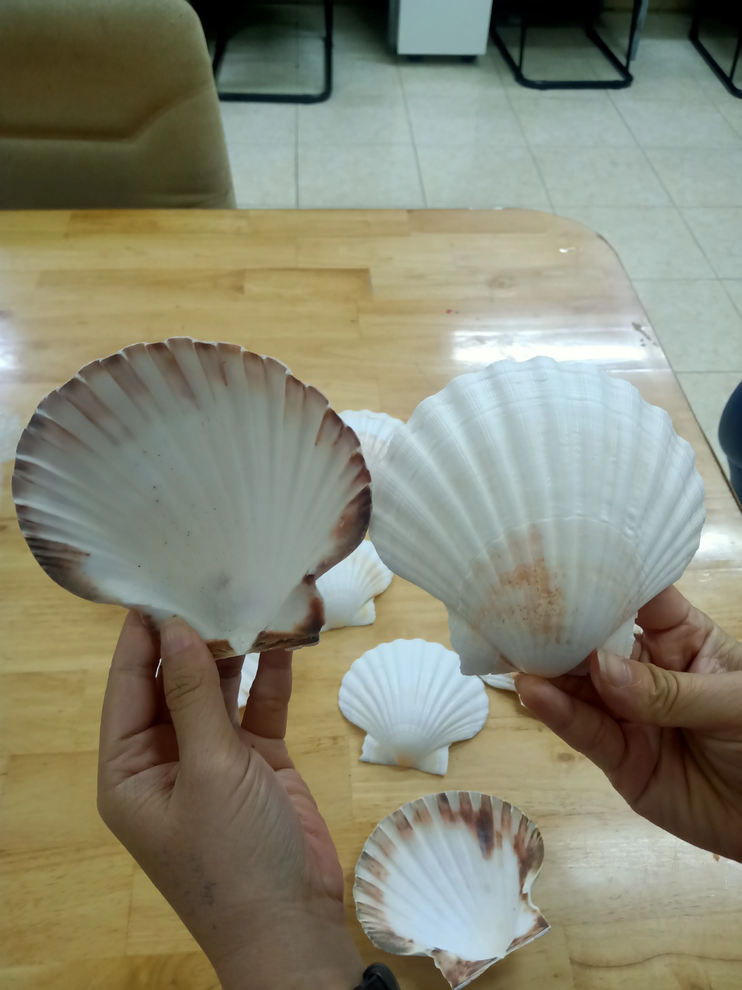Seashell Powder Biodegradable Cosmetic Grade Calcium Empty Raw Sea Scallops Natural Scallop Shells Scallops Shell