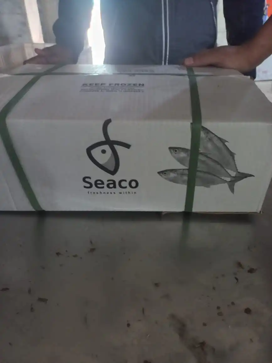 Frozen Indian Mackerel For Export Fresh Water Fish In Bulk Quantity Frozen Bangda Fish For