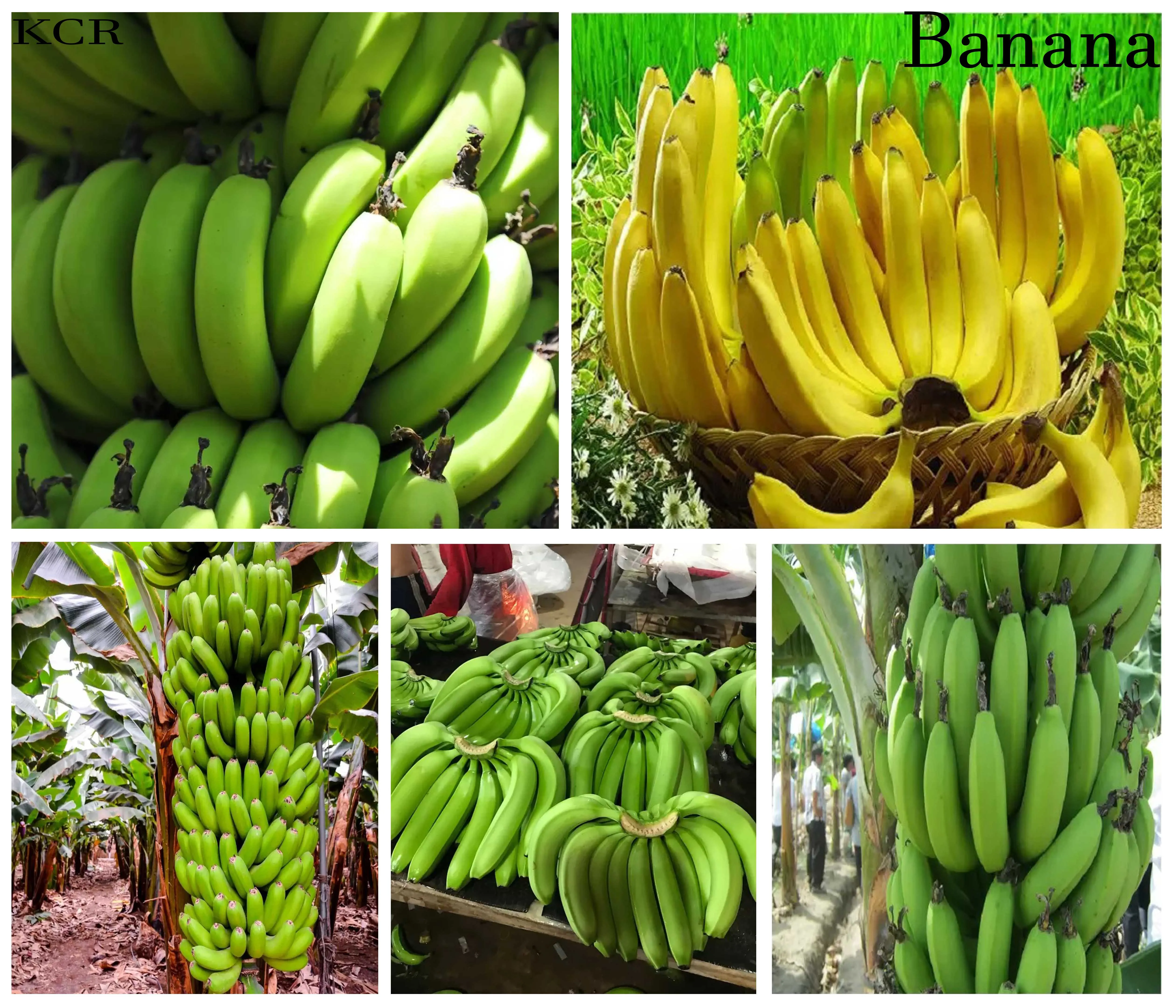 Bananas From Viet Nam Yellow Green Premium Tropical Banana Style