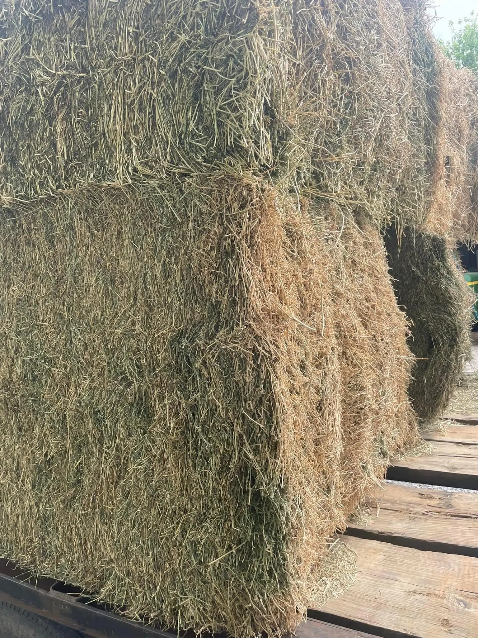Alfalfa Hay Bales/ Alfalfa Cubes/ Alfalfa Pellets Stock Available