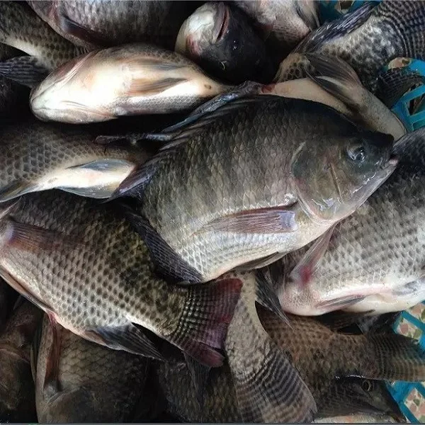 Fresh Tilapia Fish Frozen Tilapia Fish With Cheap Price Wholesale From