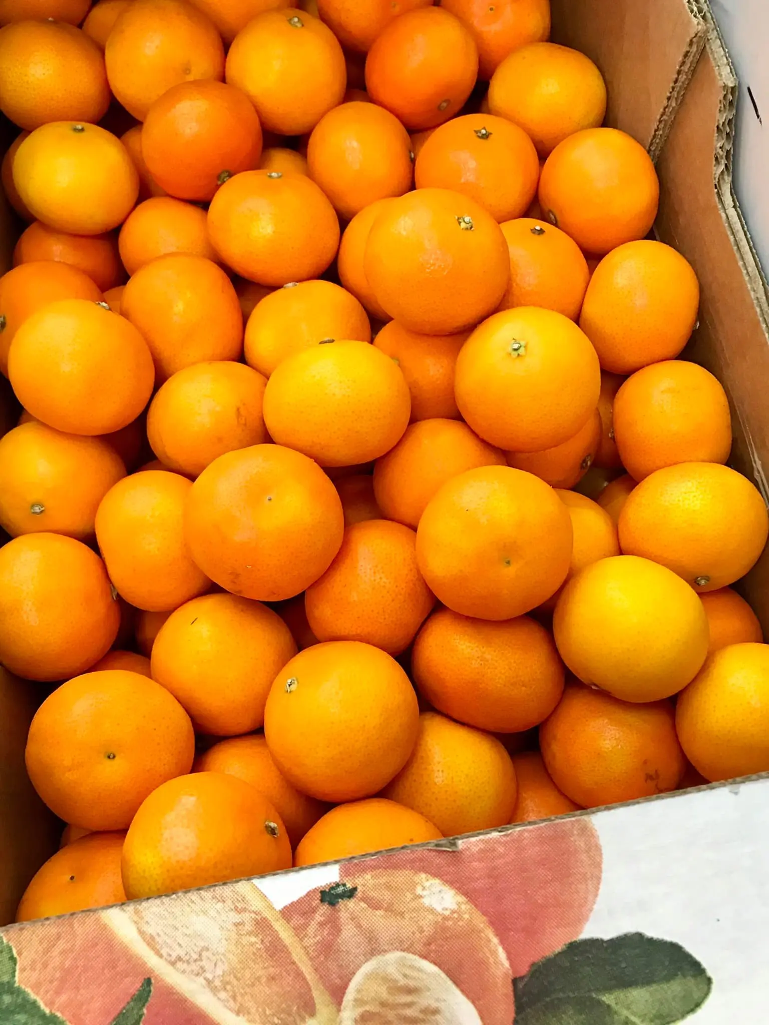 Fresh Navel Orange /fresh Mandarin Orange/south Africa Oranges Buy Fresh Fruits,Fresh Mandarin